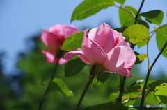 バラ公園の薔薇　３