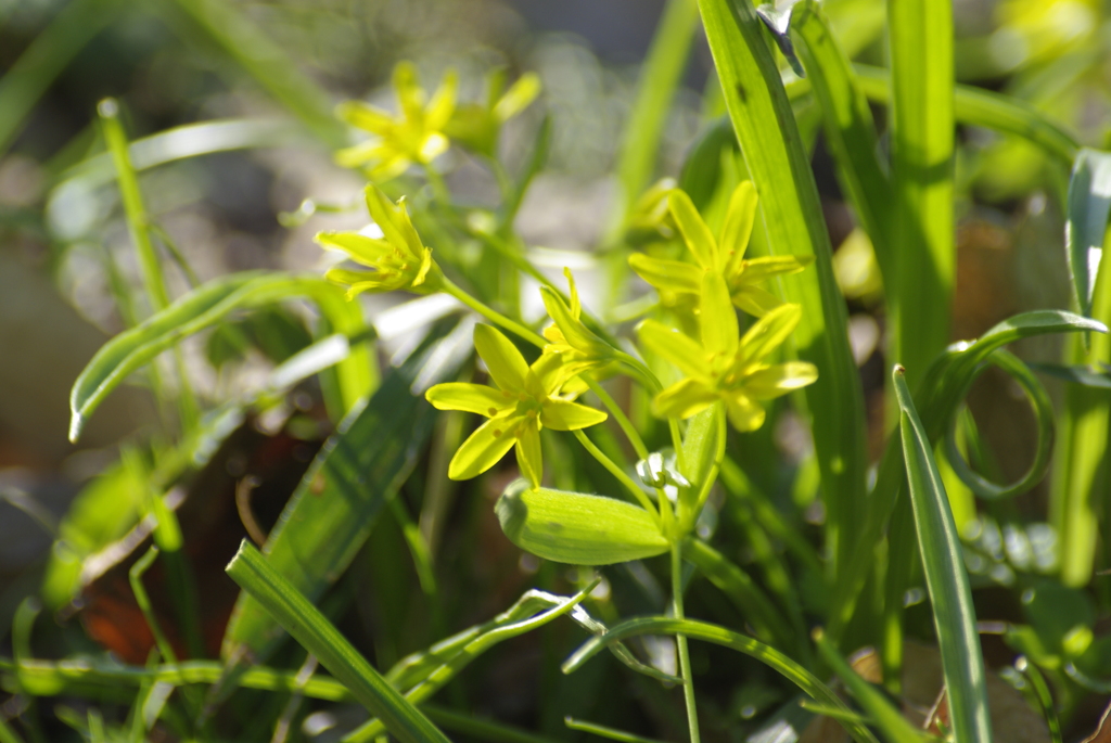 太陽を背に受けて「キバナノアマナ」