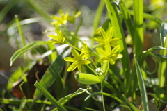 太陽を背に受けて「キバナノアマナ」