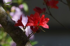 日陰のツツジ