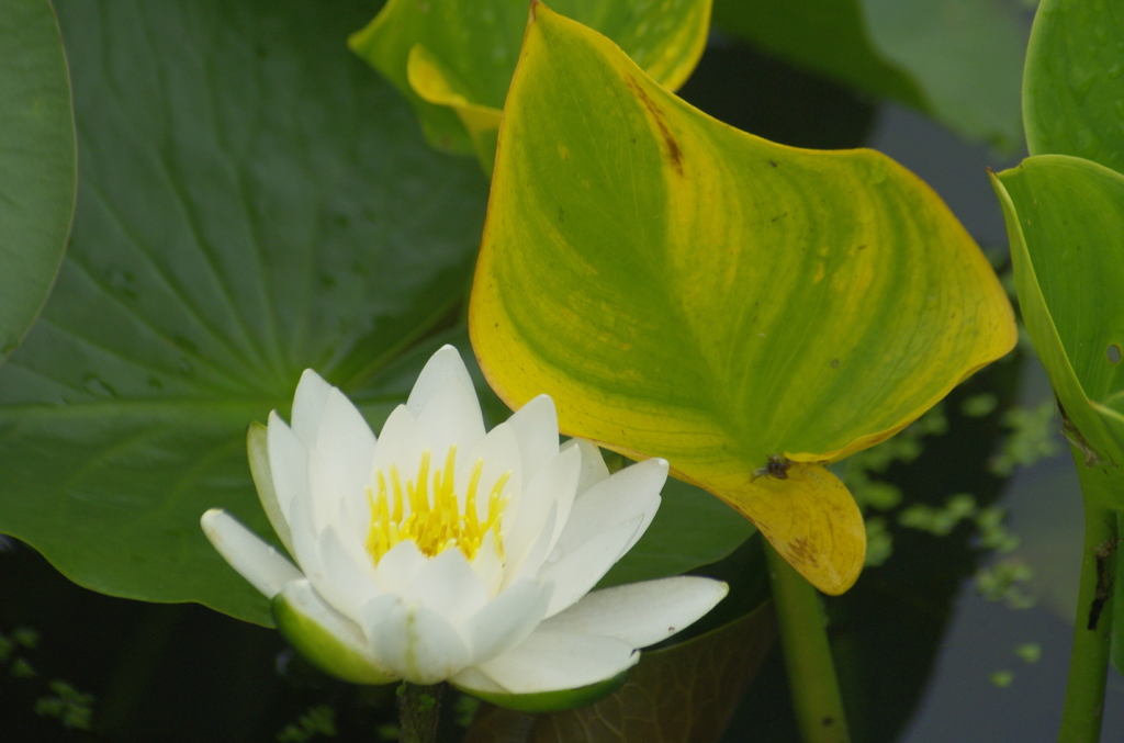 スイレンと葉のコントラスト
