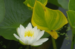 スイレンと葉のコントラスト