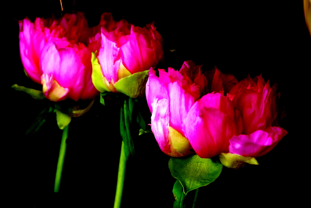 ２　冬の花　牡丹