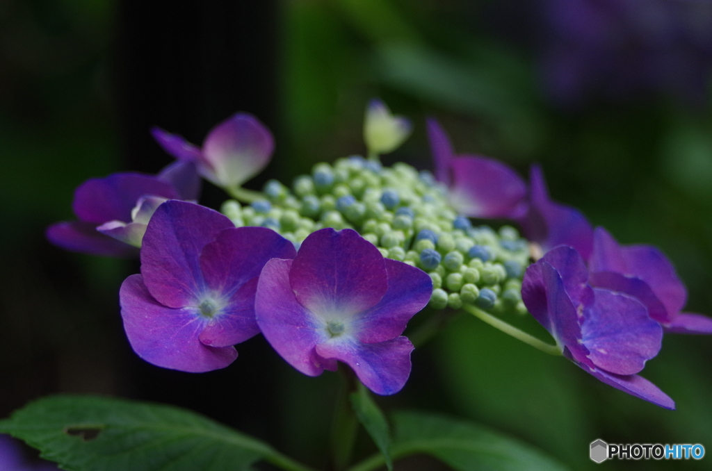 額紫陽花　Ⅱ