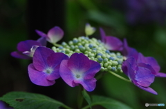 額紫陽花　Ⅱ