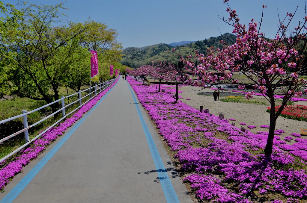 芝桜ロード