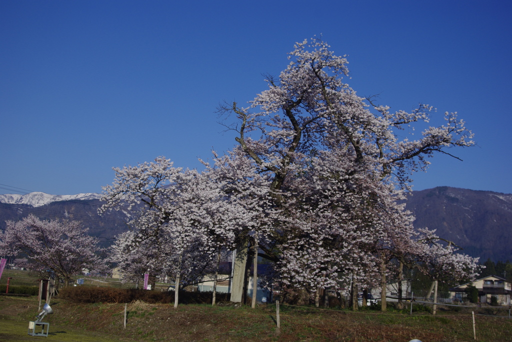 学びの桜