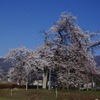 学びの桜