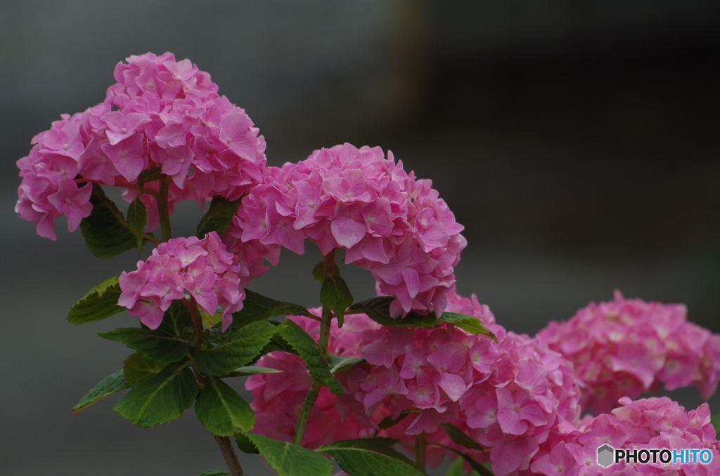 紫陽花