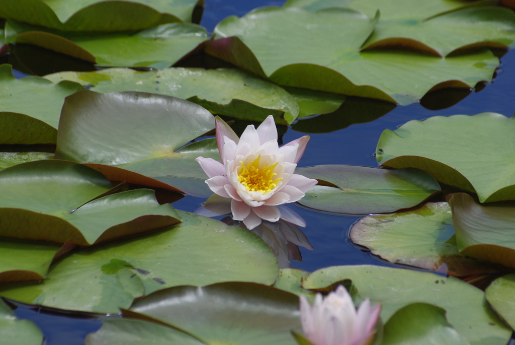 初夏の花・睡蓮(ワン・ポイント)