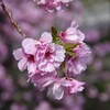 台の沢桜