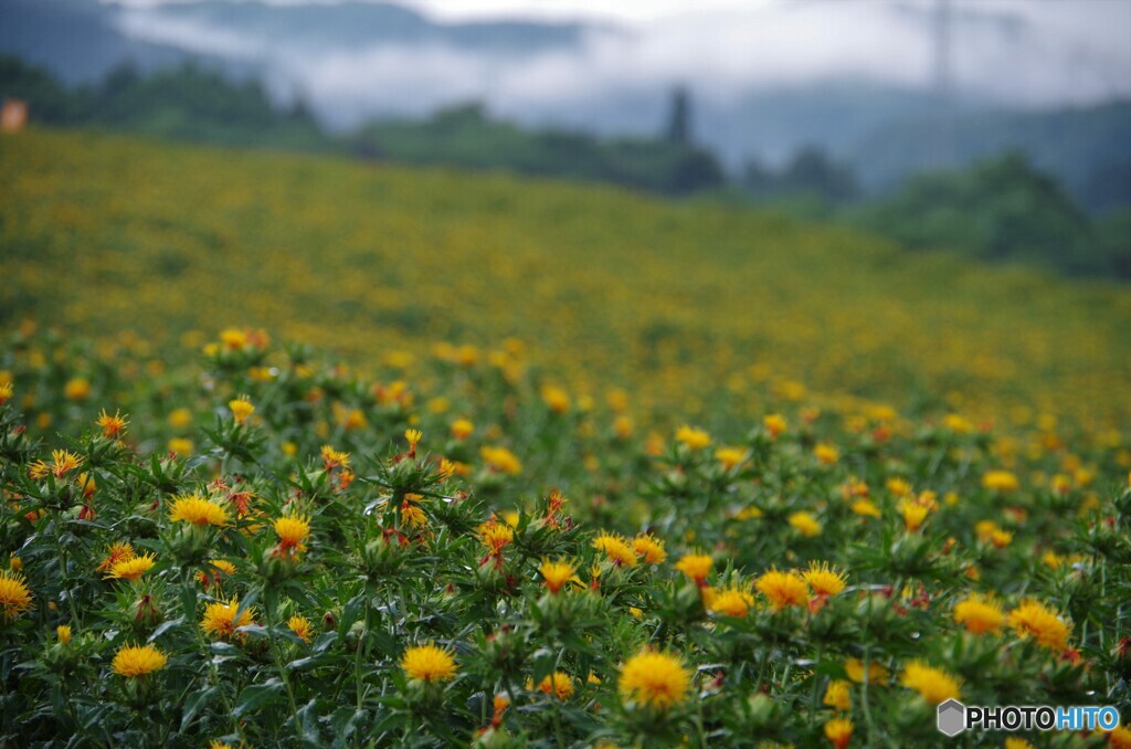県の花　ベニバナ