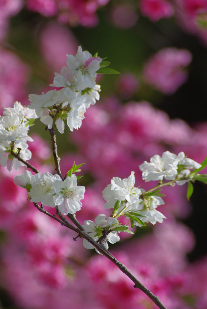 もうすぐ季節のかわり目　春～夏