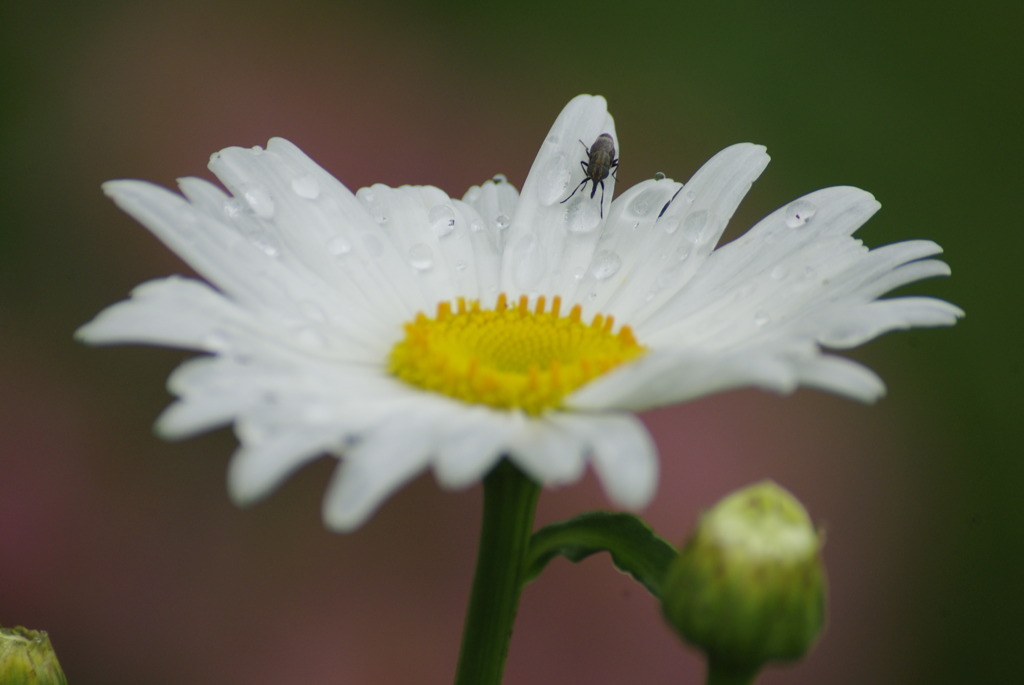 マーガレットの水滴