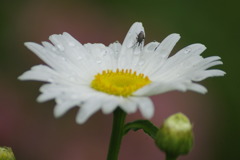 マーガレットの水滴