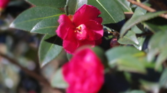 山茶花　１
