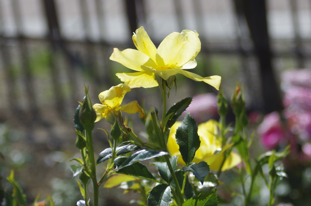 夏の象徴・薔薇　２