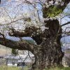 殿入り桜