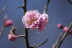 春をよぶ梅の花