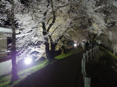 二人のための桜ライトアップ