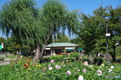 柳とダリヤ園