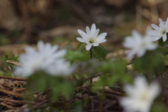 花一輪