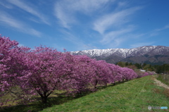 朝日連峰と桜