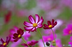 秋桜
