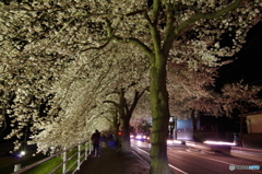 桜のトンネル