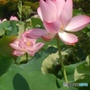 蓮の花