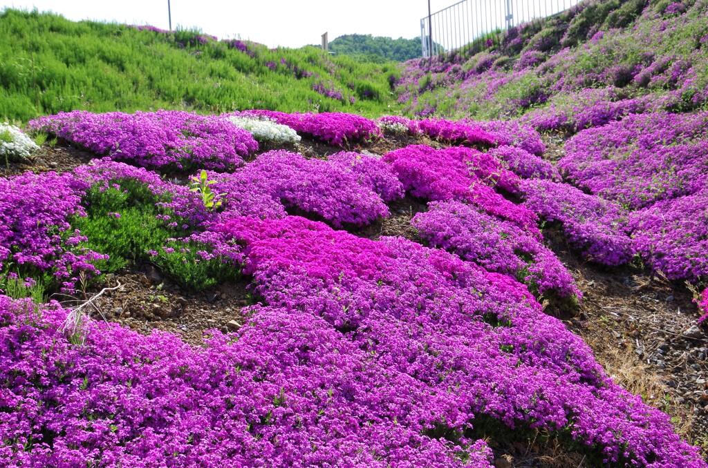 立谷川の芝桜