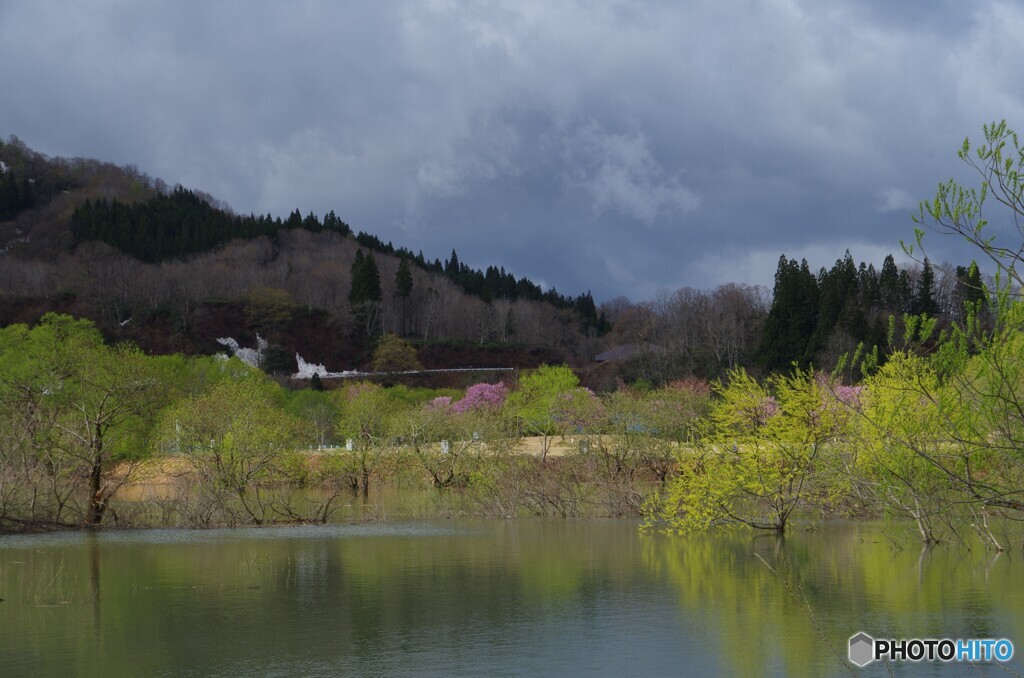 水没林