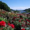 薔薇咲く丘