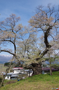 白鷹古典桜・桜回廊　殿入り桜