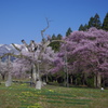 釜の越し桜