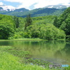 新緑の沼