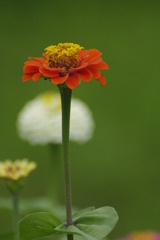 夏を惜しむかの様に・・・