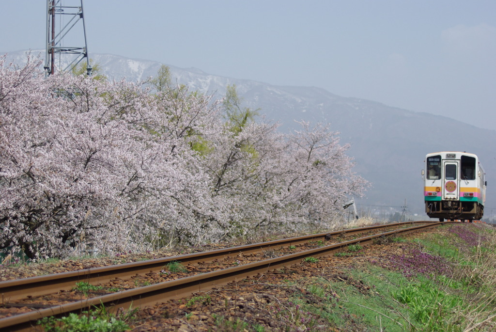 置賜桜回廊　　どこまで走るのでしょうか　?