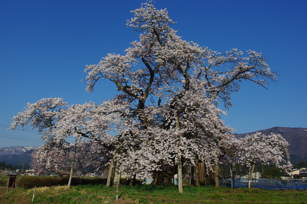 山口奨学桜