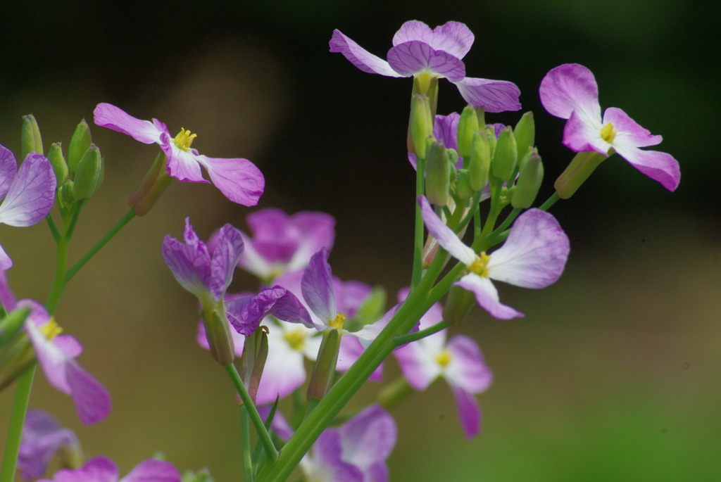 あしたに希望を
