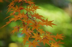もみじ公園　②