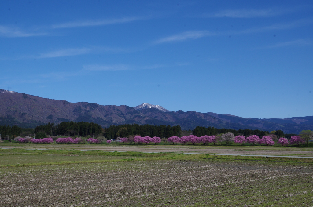 里山の桜