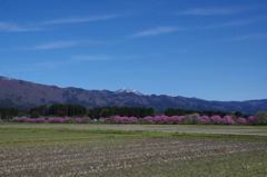 里山の桜