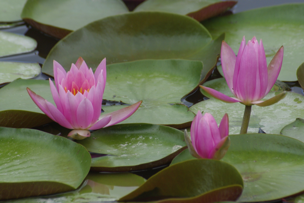 初夏の花・睡蓮