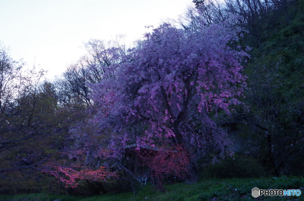 ライトアップ桜