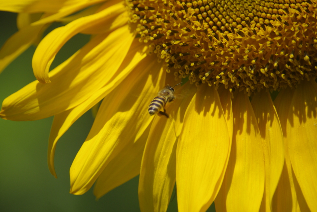 蜜に誘われてブン・ブン