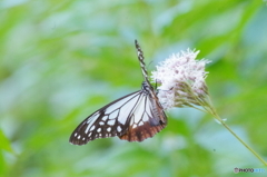 フジバカマの蜜を楽しむアサギマダラ