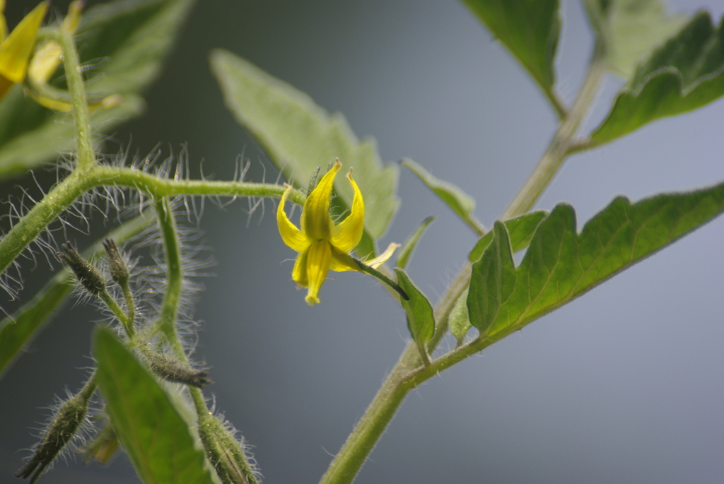 さて!　なんの花でしょうか。