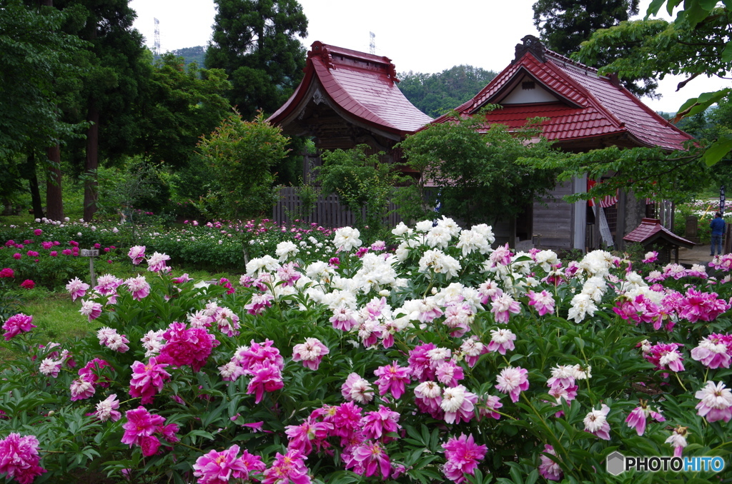 芍薬の杜・厄除の杜　諏訪神社