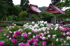 芍薬の杜・厄除の杜　諏訪神社